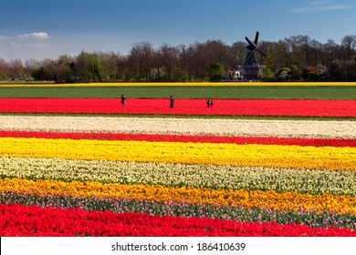 People Standing In Tulip Fields With Windmill Near Lisse, Netherlands