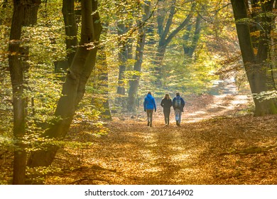 People strolling on Walkway in autumn forest with colorfull fall foliage in hazy conditions. Veluwe, Gelderland Province, the Netherlands.