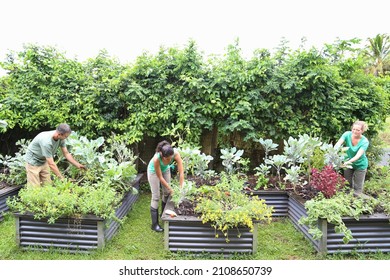 People taking care of plants in community garden - Shutterstock ID 2108650739