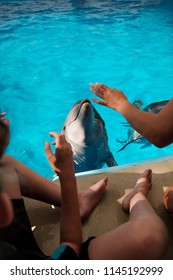 People Touching Bottlenose Dolphin In Blue Water. Dolphin Assisted Therapy