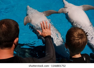 People Touching Bottlenose Dolphins In Blue Water. Dolphin Assisted Therapy