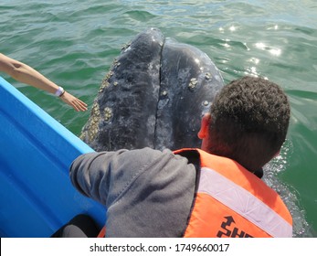 386 Curious whale Images, Stock Photos & Vectors | Shutterstock