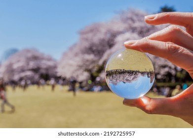  People Under Blossoming Sakura Trees  In Shinjuku Guoen Garden  ( 1500 Cherry Trees In Many  Alleys).  Very Small Image Through  Glass Ball And Inverted Image Through It - The Rest Is Unsharp -artist