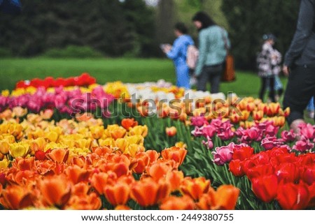 People visiting dendrological gardens during tulip blossom season