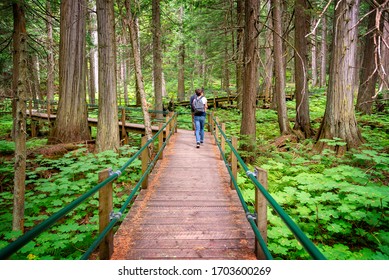 People Visiting Hemlock Grove Boardwalk Trail, Glacier National Park, Rocky Mountains, Bristish Columbia, Canada