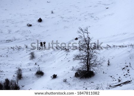 Similar – winter wonderland wide and wide