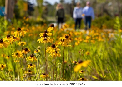People walk through a meadow of wildflowers, including yellow Black-Eyed Susans, during a garden tour. Selective focus.