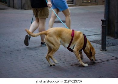 People Walking A Large Brown Beige Large Dog On A Leash On A City Street, Sidewalk. A Dog Sniffing Something. The Owner And Canine Animal Are Walking Together Pavement Pedestrian Walkway. Guide Dogs.