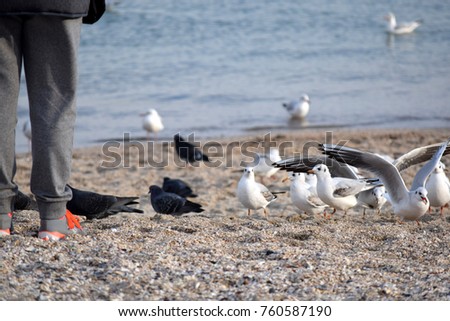People walking on the beach next to the beautiful seagulls and pigeons.