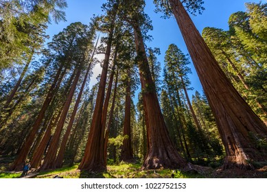 Tall Trees Trail High Res Stock Images Shutterstock