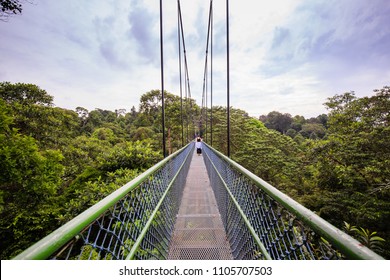 People Walking Over The Trees Through A Tree Top Walk In Singapore