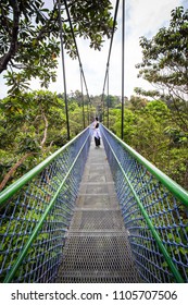 People Walking Over The Trees Through A Tree Top Walk In Singapore