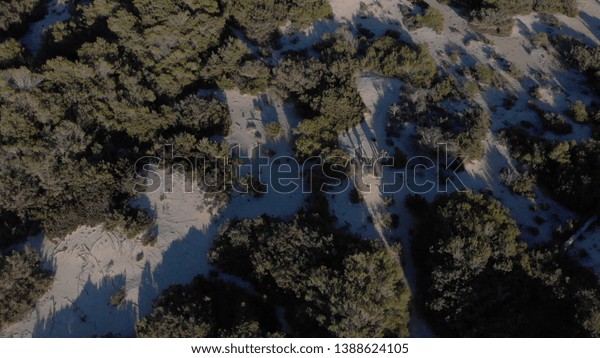 People\
walking in winter forest near the small shrubs and green coniferous\
trees in sunny winter day. Action. Winter\
resort