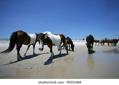 People watch the wild ponies of Assateague Island. Assateague Island is a 37-mile long barrier island located off the eastern coast of Maryland and Virginia, and is home to more than 100 wild equines