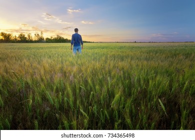 people wheat field sunset / landscape spring field agriculture of Ukraine - Shutterstock ID 734365498