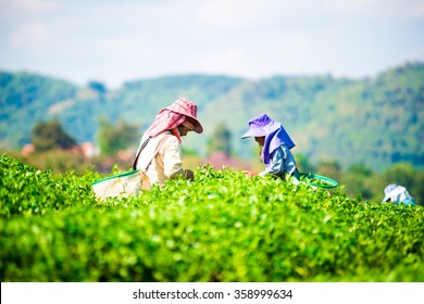 People Who Are Tea Farmers Are Choosing To Collect Tea Leaves On The Plantation Add To The Basket On The Back. Which The Back Of The Farm Is A Beautiful Mountain And Greenery.