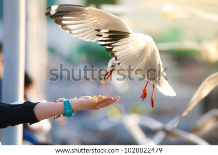 people woman and man lover playing to feed bait victual food for seagull bird at the sea