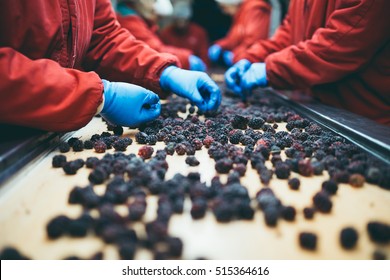 People At Work. Unrecognizable Workers Hands In Protective Blue Gloves Make Selection Of Frozen Blackberries. Factory For Freezing And Packing Of Fruits And Vegetables.