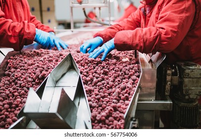 People At Work. Unrecognizable Workers Hands In Protective Blue Gloves Make Selection Of Frozen Raspberries. Factory For Freezing And Packing Of Fruits And Vegetables. Low Light And Visible Noise.