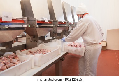 People working at a chicken factory - stock photo. Meat processing equipment. The meat factory. chicken on a conveyor belt.meat processing plant.meat processing plant assembly line.