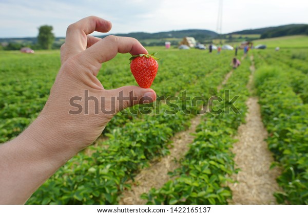 People working in a strawberries field and a\
worker hold a strawberry in the\
hand