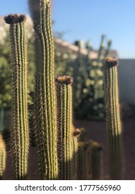 Peoria Arizona Morning Sunrise Ft. Cactus