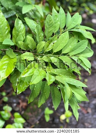 pepaya leaf green in outdorr nature