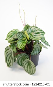 Peperomia Argyreia Plant