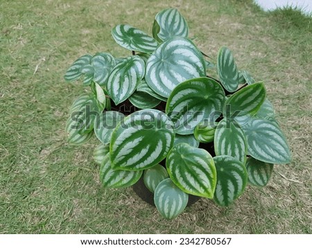 Peperomia argyreia is a species of flowering plant in the Piperaceae family.
