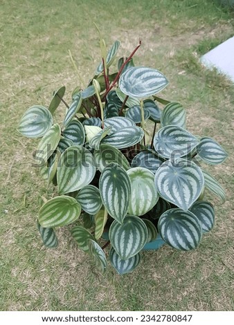Peperomia argyreia is a species of flowering plant in the Piperaceae family.