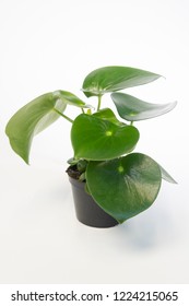 Peperomia Arifolia Plant 