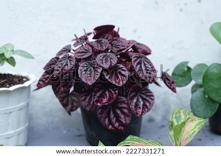 Peperomia Caperata Luna Red the emerald ripple peperomia  in the family Piperaceae, is a very attractive houseplant with vein purple-red and bronze heart shapes leaves that has ripple texture.