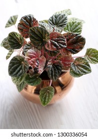 Peperomia Caperata 