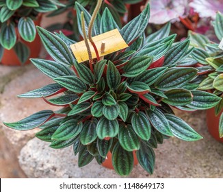 Peperomia Caperata Rosso In A Pot