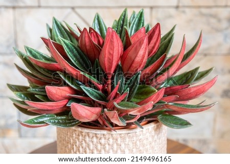 Peperomia caperata rosso variety in pot