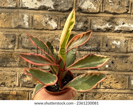 Peperomia clusiifolia Jellie plant selective focus