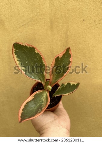 Peperomia clusiifolia Jellie plant selective focus