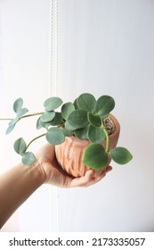 Peperomia Hope Plant In Clay Pot