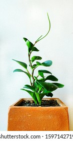 The Peperomia Obtusifolia With Flowers