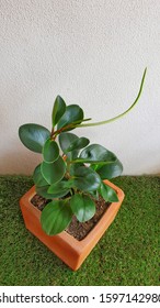 The Peperomia Obtusifolia With Flowers