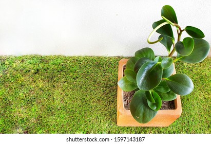 The Peperomia Obtusifolia With Flowers