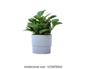 Peperomia Obtusifolia Green - Baby Rubber Plant Dark Green Leaves In A Gray Pot It Is A Small Tree Used To Decorate The House Separately On A White Background.