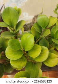 Peperomia Obtusifolia Plant Mode Potrait