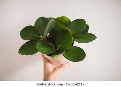 Peperomia Obtusifolia Plant In A Pot