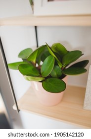 Peperomia Obtusifolia Plant In A Pot