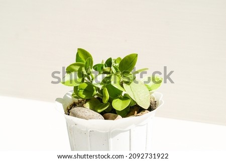 peperomia orba pixie lime succulent type of plant in a white pot. houseplant collection
