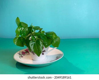 Peperomia Pellucida hallow-rooted herb knows as Sirih Cina in the cup with green background