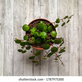 Peperomia 'pepperspot' Plant Shot On Wooden Surface. Top View, Flat Lay, From Above. Botanical Background. 