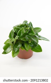 Peperomia Pixie - Indoor Plant