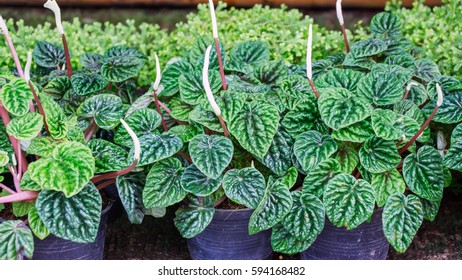 Peperomia Plant In The Garden.